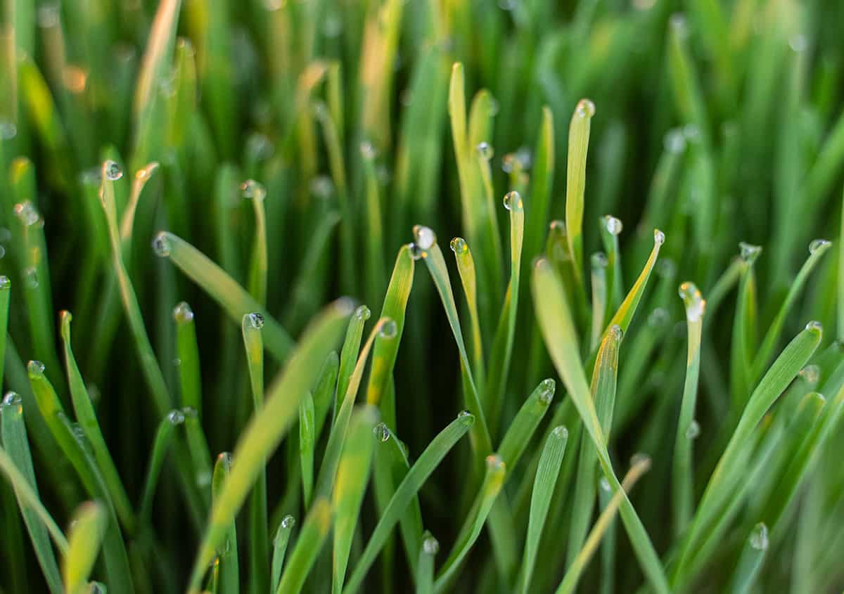 Weizengras Dinkel – Ideal für saftgras-Einsteiger