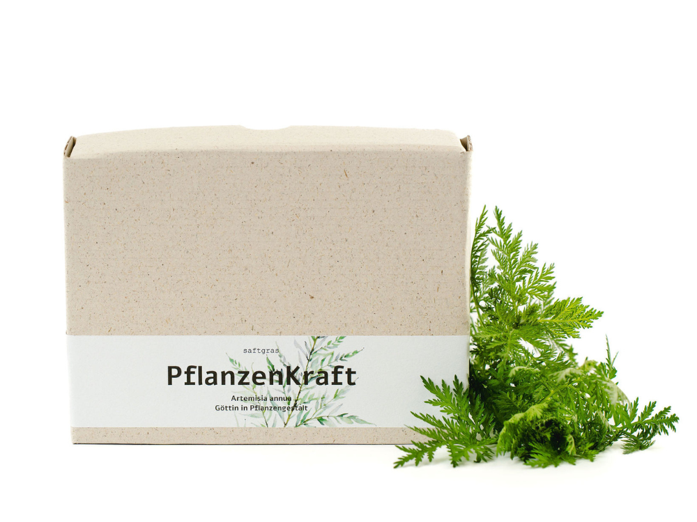 PflanzenKraft – Artemisia annua Kapseln