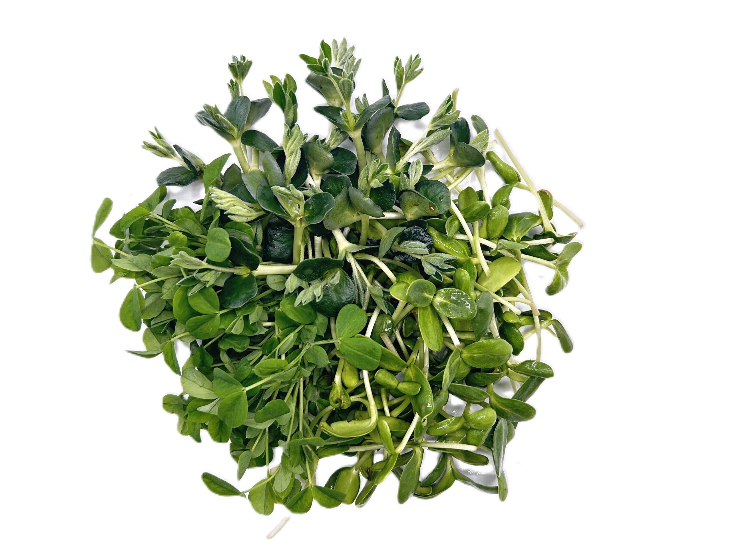 Microgreens Protein Trio